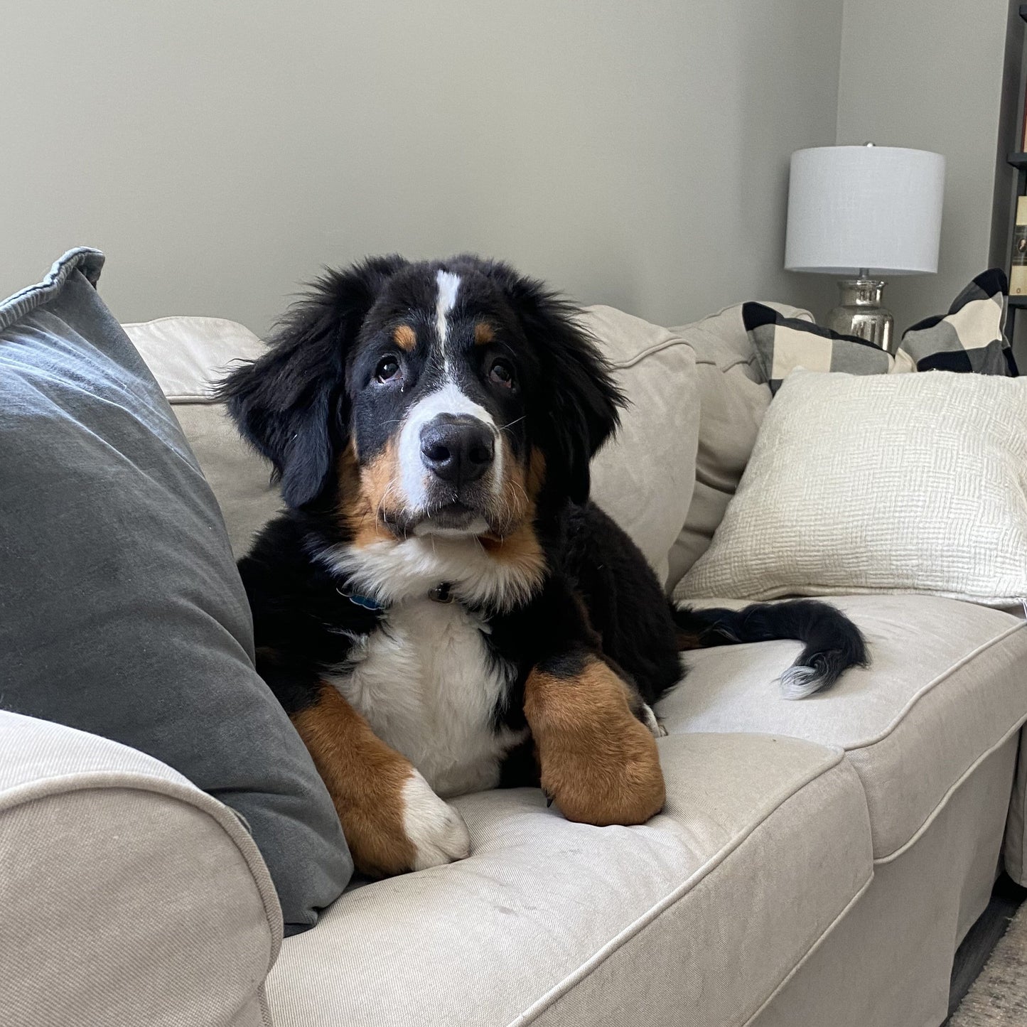 Merlin (Sold) Male Bernese Mountain Dog Puppy