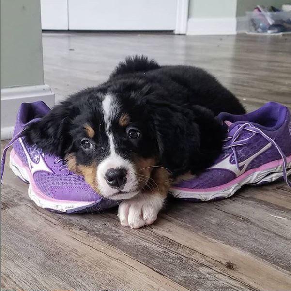 Beckett Female Bernese Mountain Dog