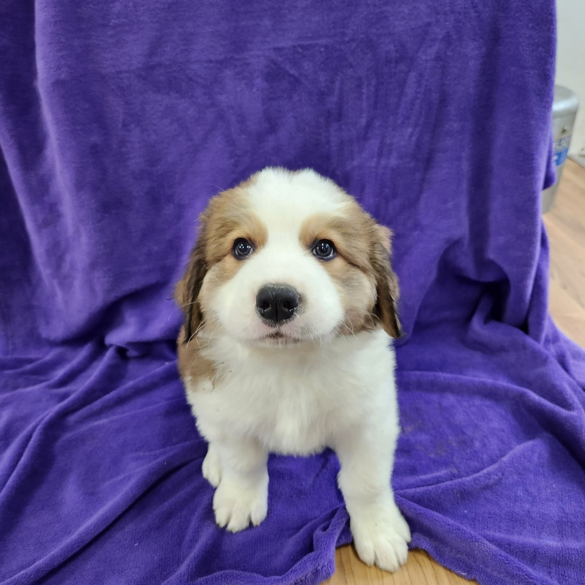Great Bernese female Anne