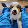Great Bernese Puppy Stoick