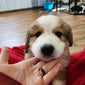 Great Bernese Puppy Hiccup