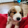 Great Bernese Puppy Hiccup
