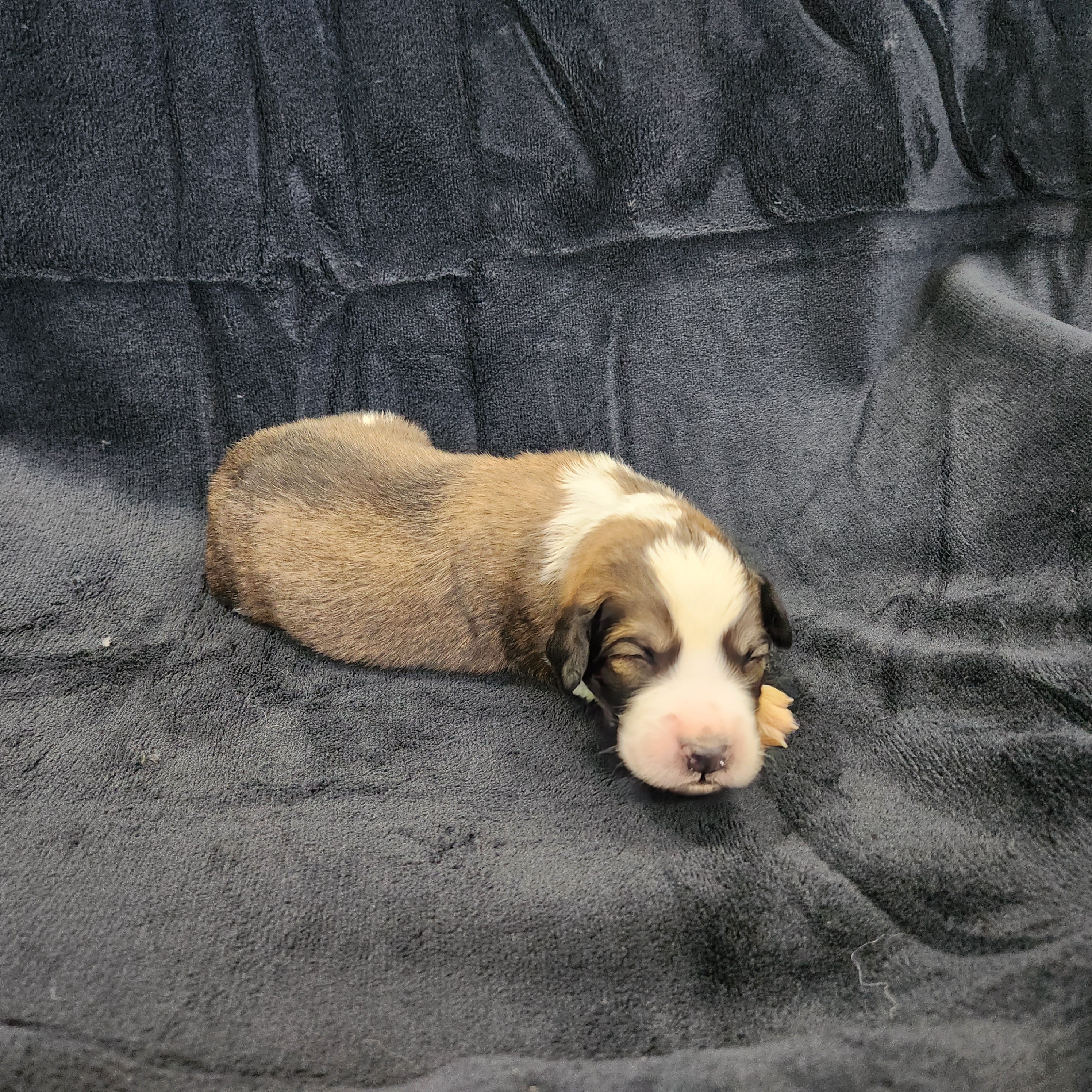 Bowser Male Great Bernese Puppy