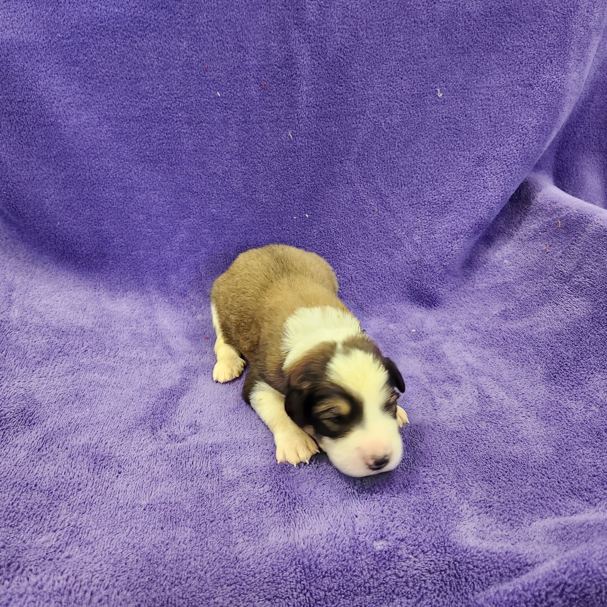 Princess Daisy Female Great Bernese Puppy