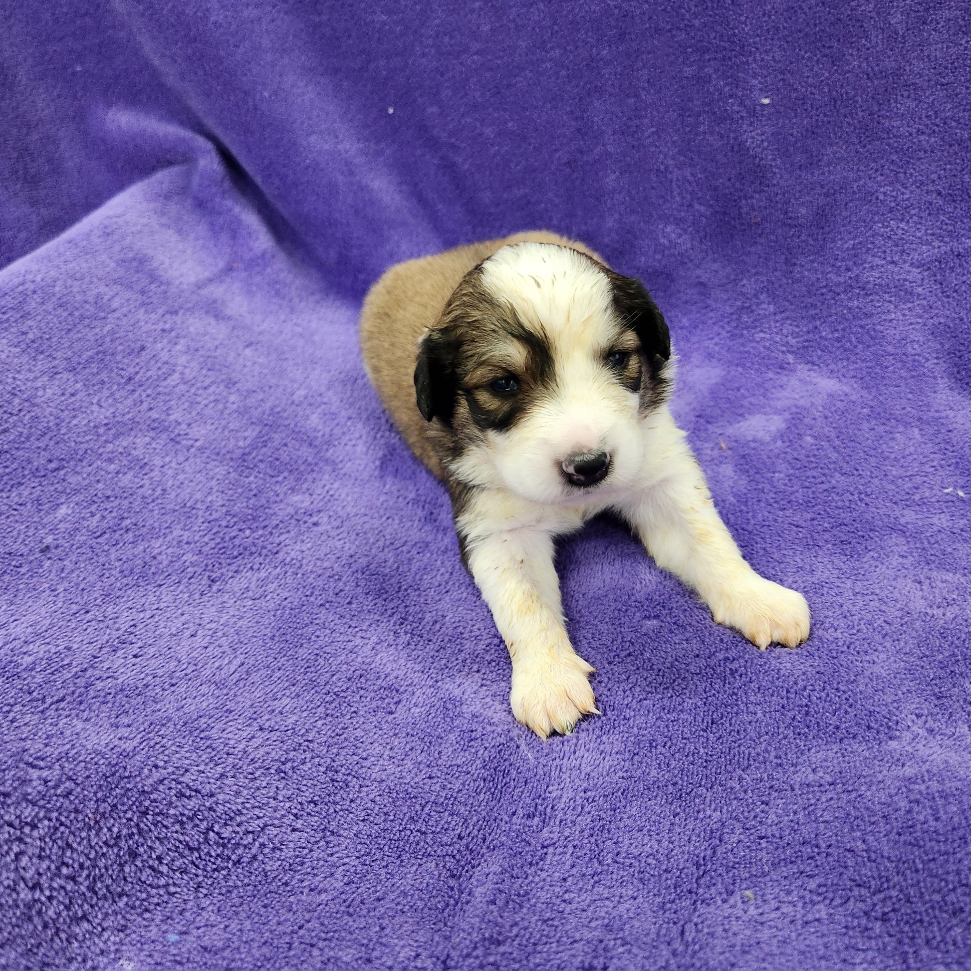 Princess Daisy Female Great Bernese Puppy week 2