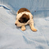 Luigi Male Great Bernese Puppy week 2