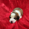 Mario Male Great Bernese Puppy week 2