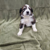 Yoshi Male Great Bernese Puppy