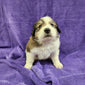 Princess Daisy Female Great Bernese Puppy