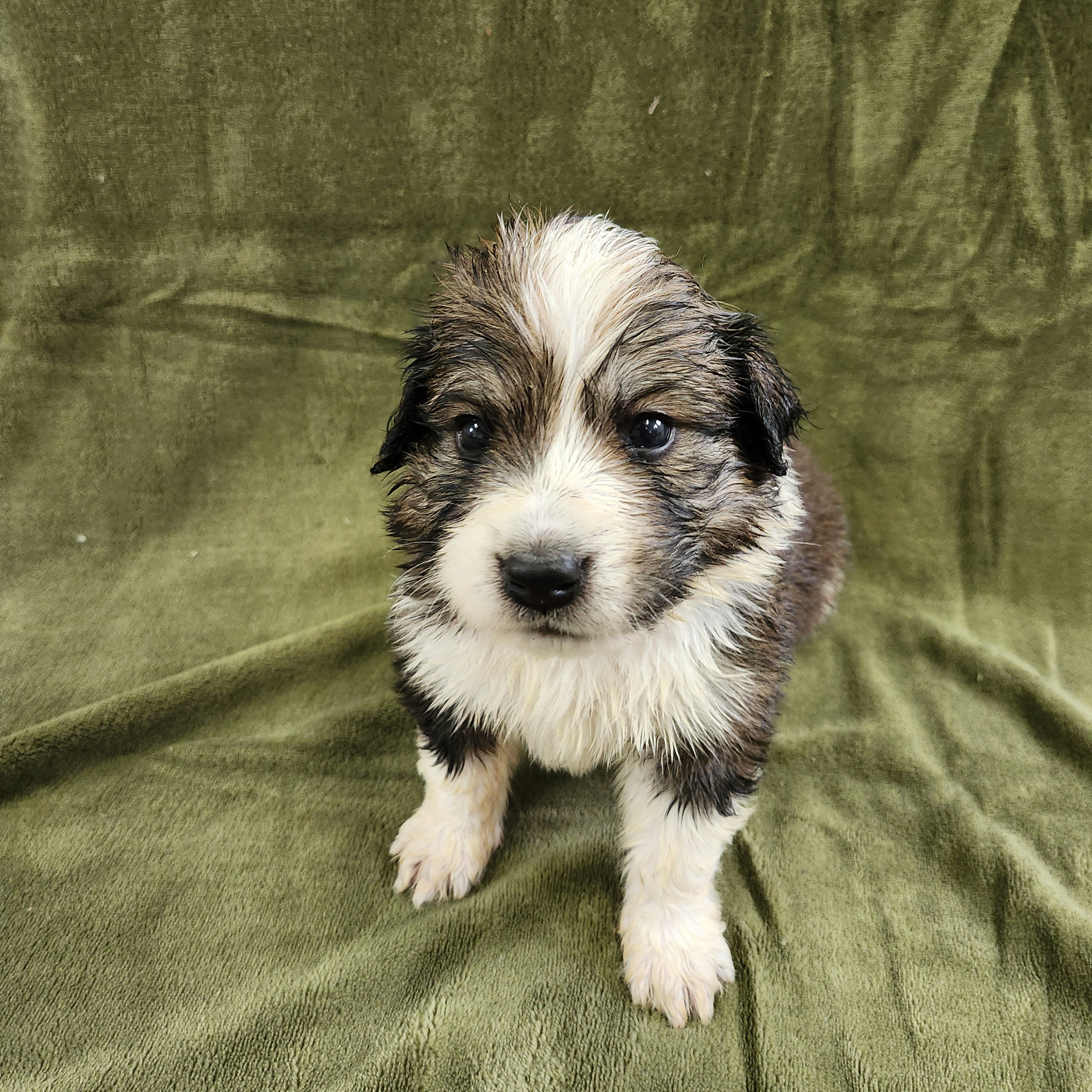 Yoshi Male Great Bernese Puppy