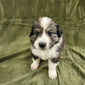 Yoshi Male Great Bernese Puppy