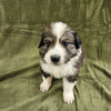 Yoshi Male Great Bernese Puppy