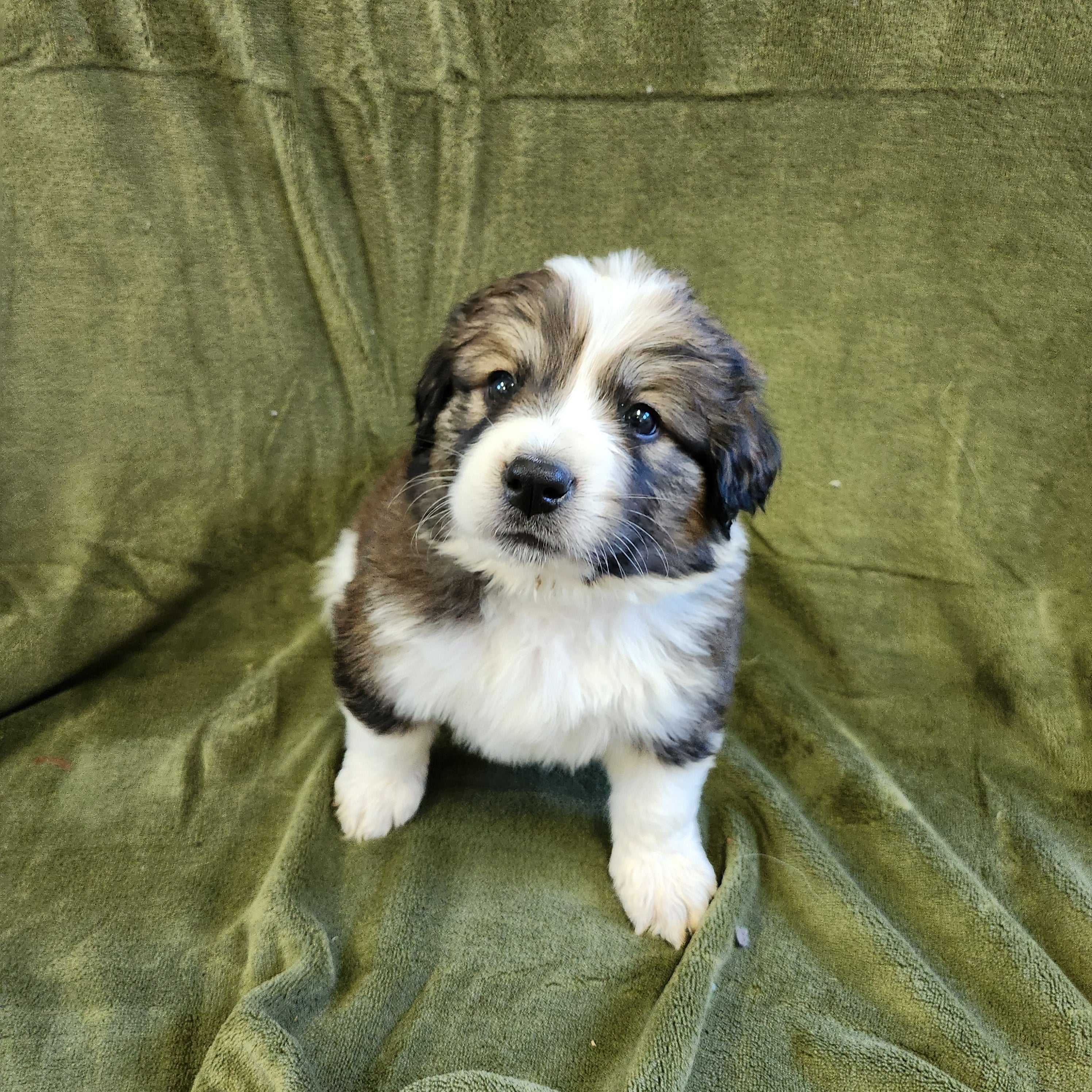 Yoshi Male Great Bernese Puppy