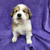 Princess Daisy Female Great Bernese Puppy