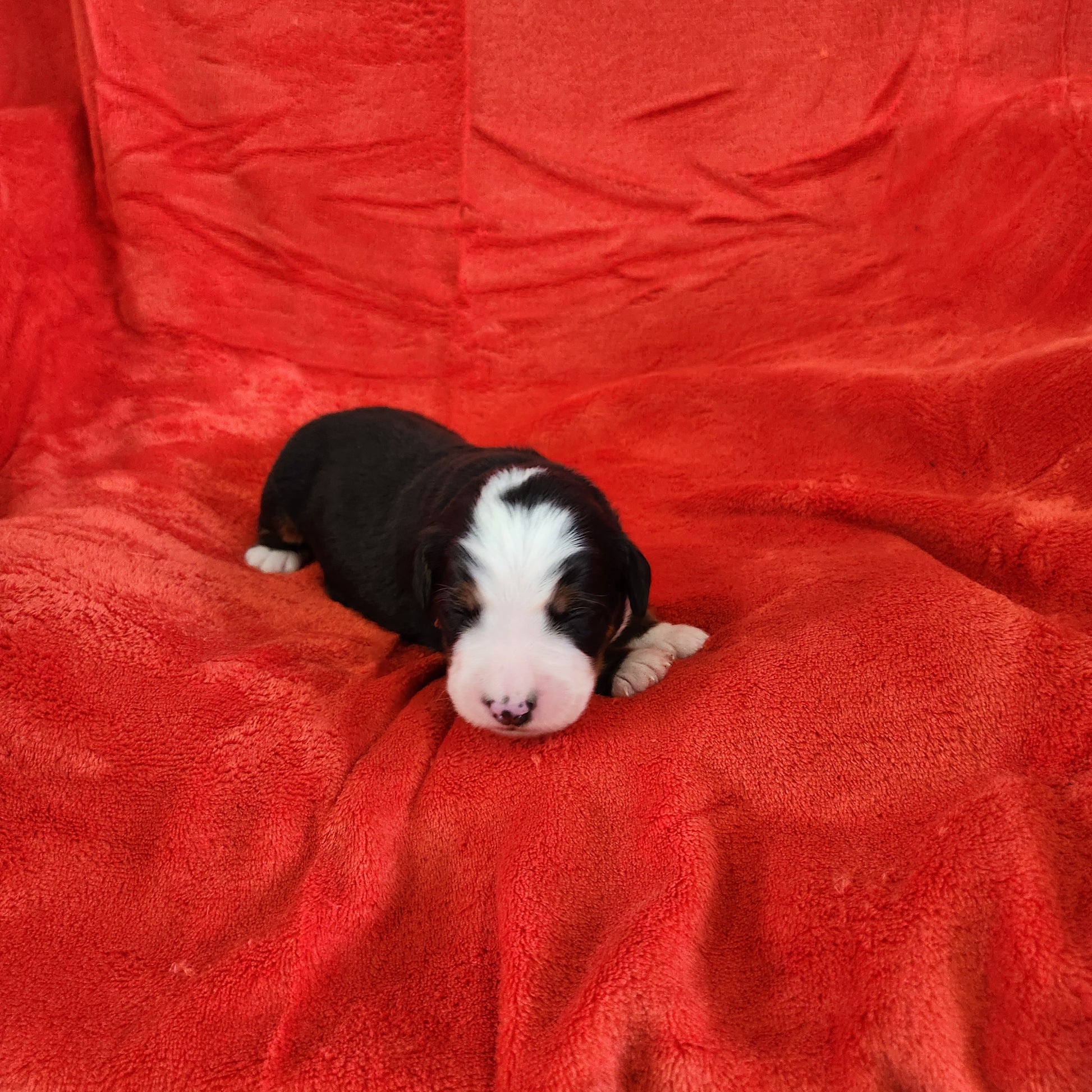 Nicky Male Bernese Mountain Dog Puppy