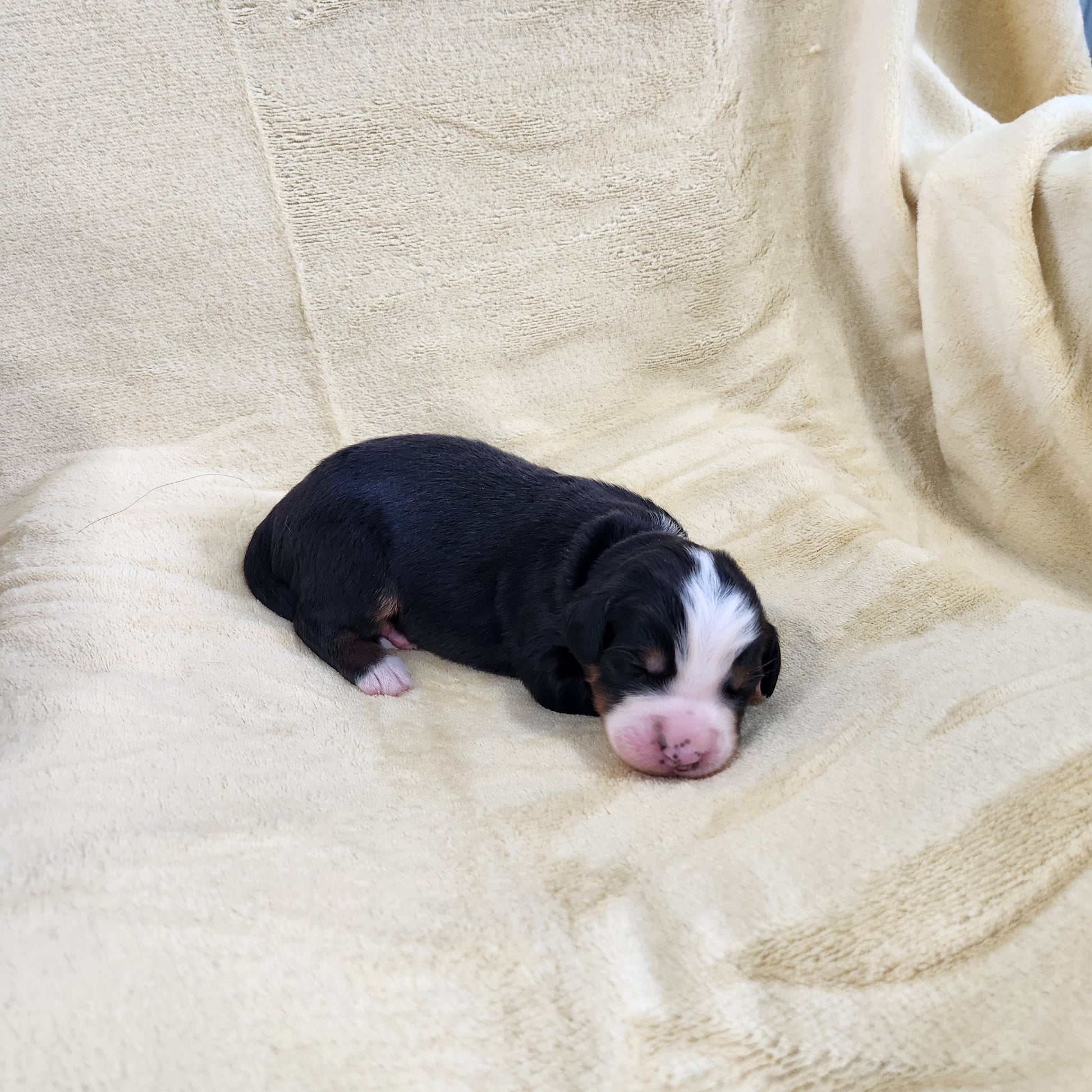 Michelle Female Bernese Mountain Dog Puppy