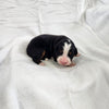 Tommy Male Bernese Mountain Dog Puppy