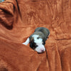 Narnia Female Great Bernese Puppy