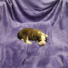 Susan Female Great Bernese Puppy