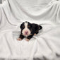 Tommy (Available) Male Bernese Mountain Dog Puppy