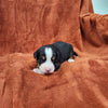 Steve (Available) Male Bernese Mountain Dog Puppy