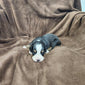 Becky (Available) Female Bernese Mountain Dog Puppy