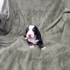 Alex (Available) Male Bernese Mountain Dog Puppy