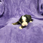 D.J. (Available) Female Bernese Mountain Dog Puppy