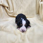 Michelle (Available) Female Bernese Mountain Dog Puppy