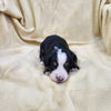 Michelle (Available) Female Bernese Mountain Dog Puppy