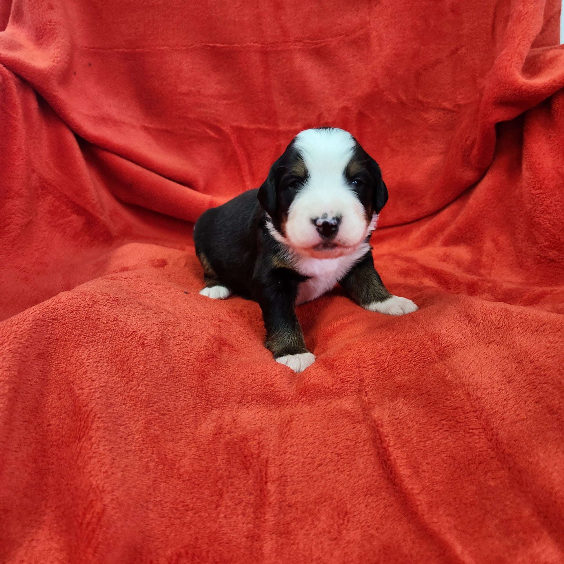 Nicky (Available) Male Bernese Mountain Dog Puppy