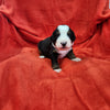 Nicky (Available) Male Bernese Mountain Dog Puppy