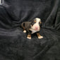Jesse (Available) Male Bernese Mountain Dog Puppy