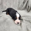 Danny (Available) Male Bernese Mountain Dog Puppy