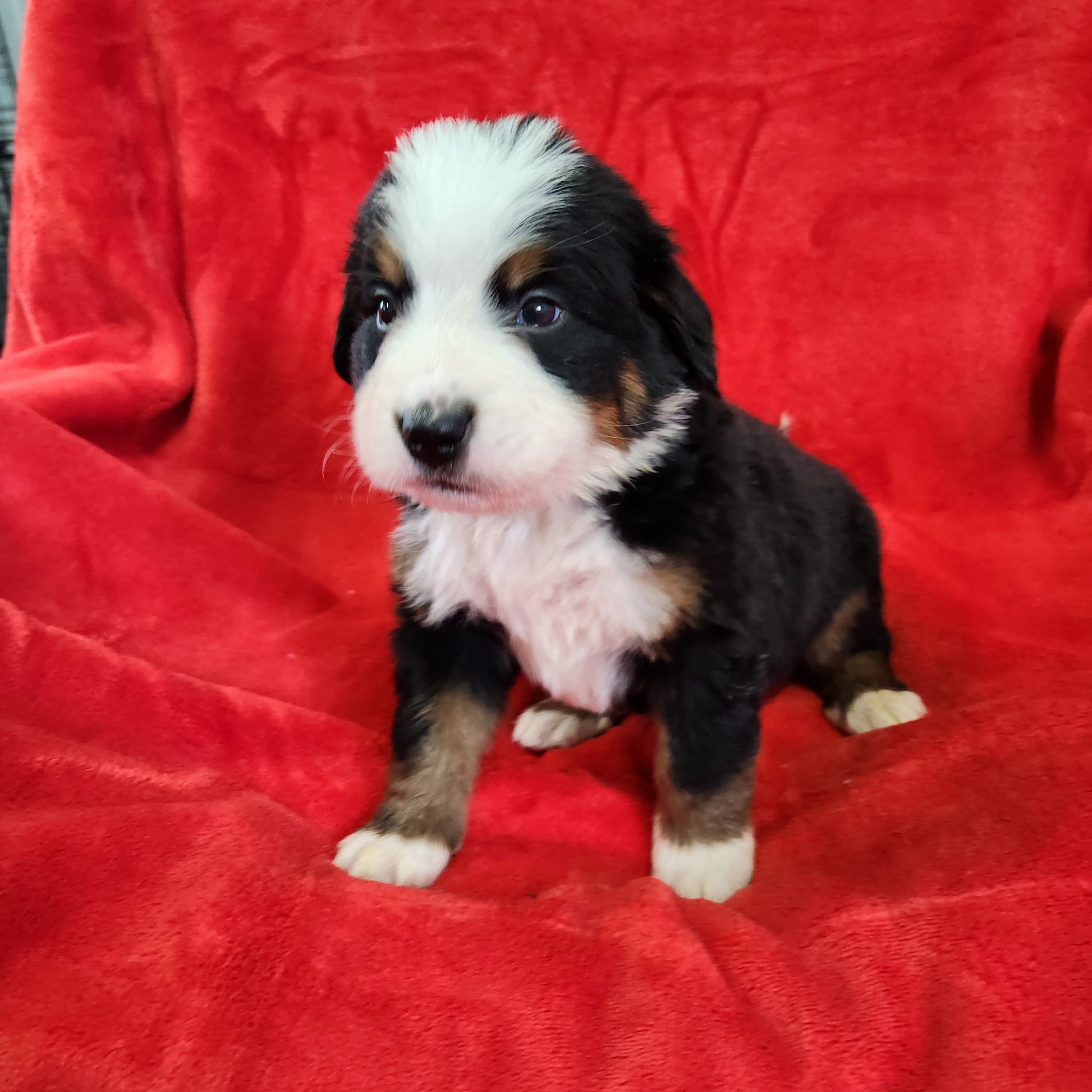 Nicky Male Bernese Mountain Dog Puppy