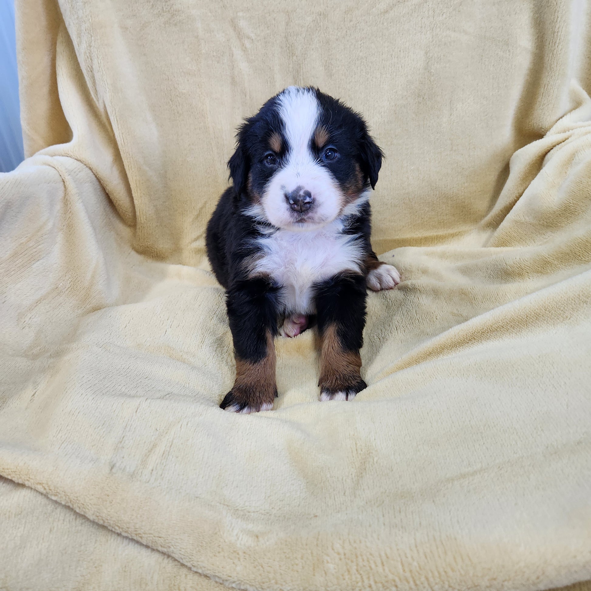 Michelle Female Bernese Mountain Dog Puppy