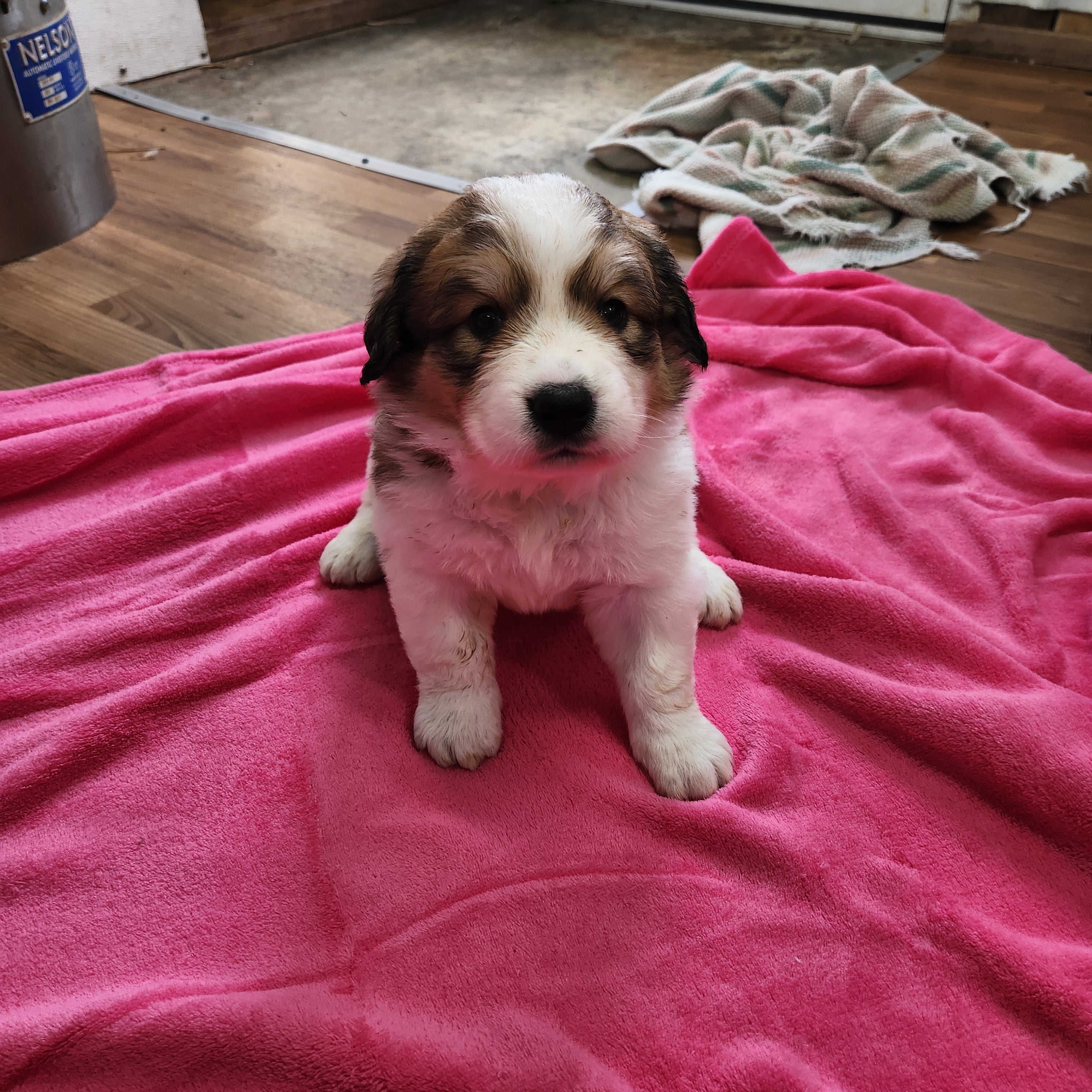 Lucy Female Great Bernese Puppy