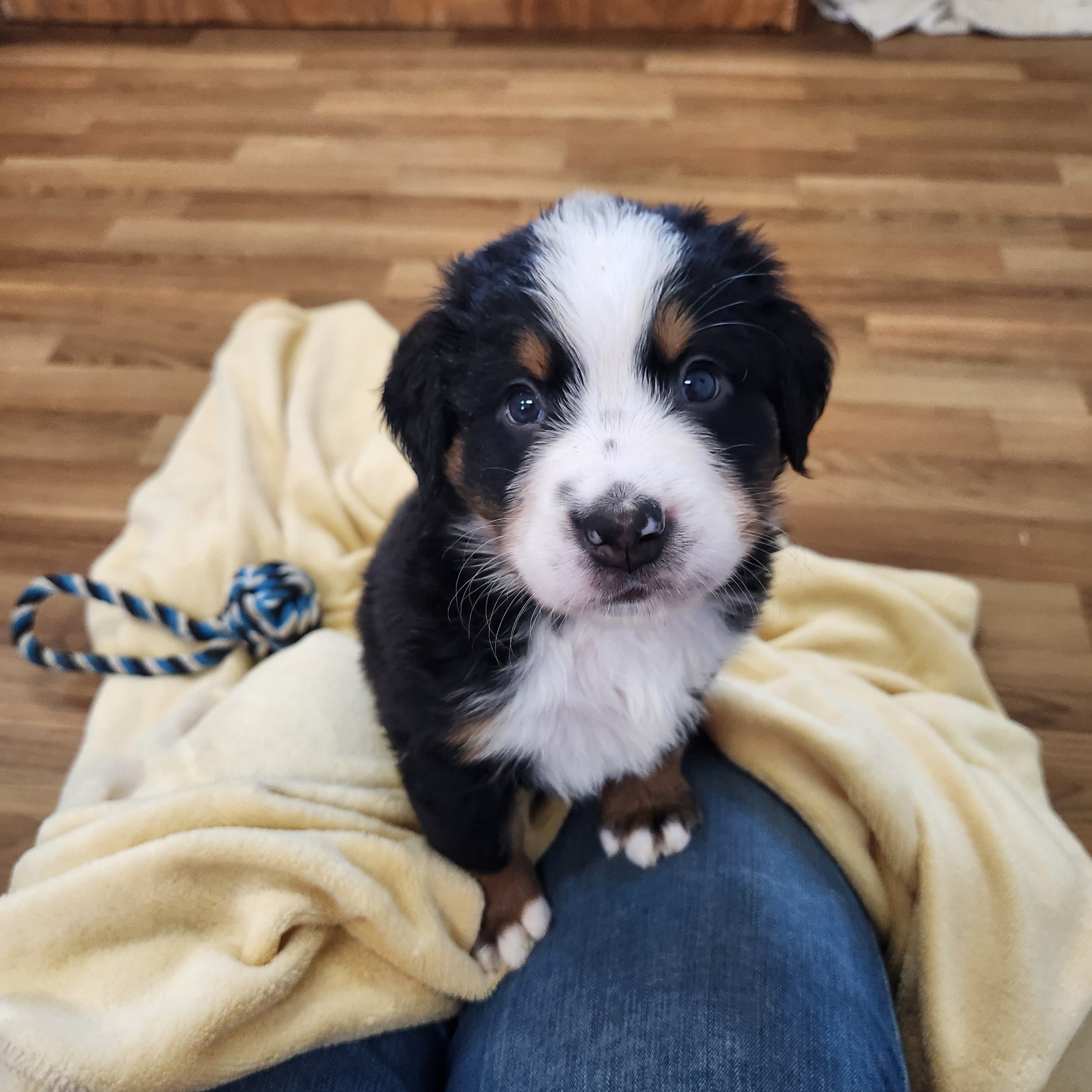 Michelle  Female Bernese Mountain Dog Puppy