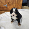 Tommy  Male Bernese Mountain Dog Puppy