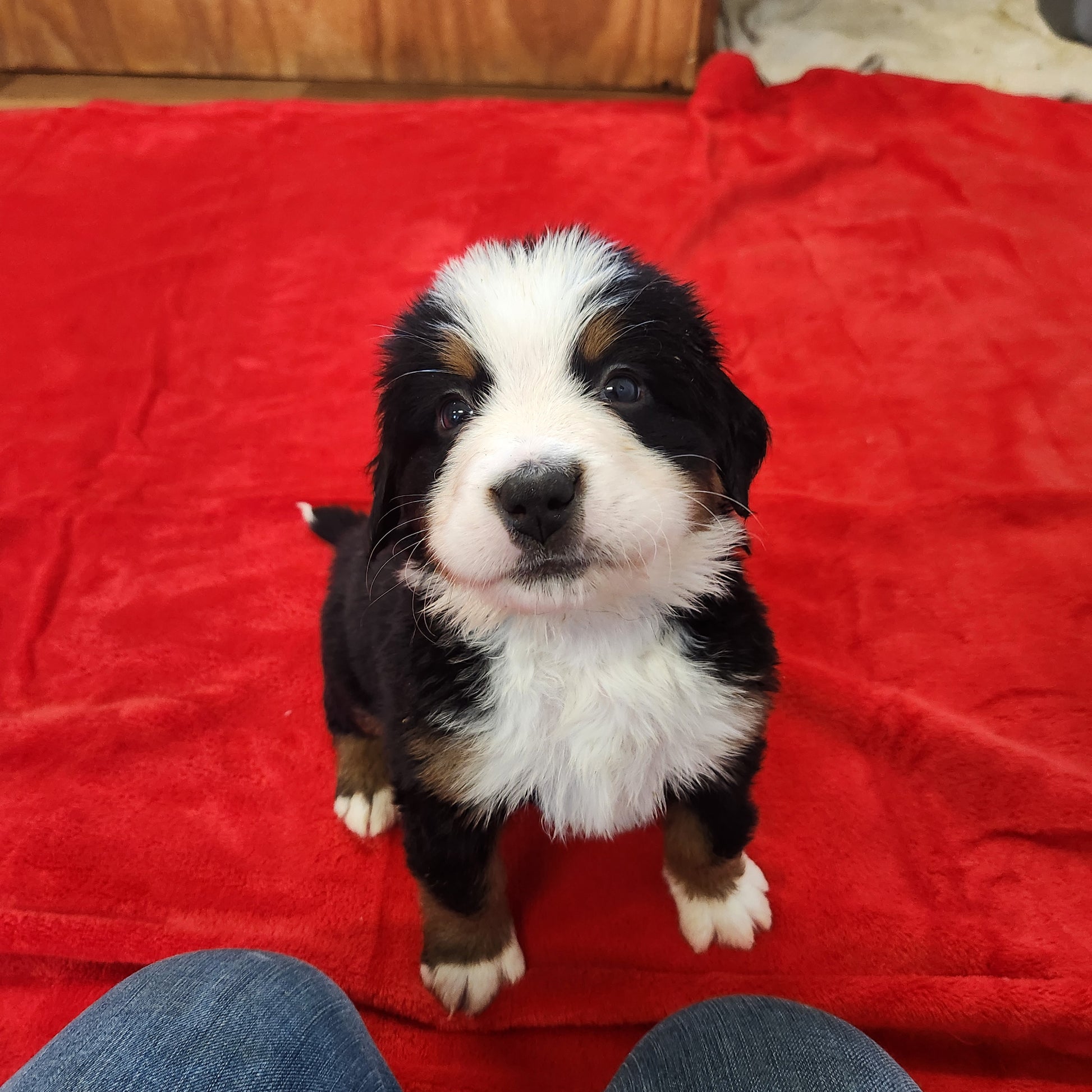 Nicky Male Bernese Mountain Dog Puppy