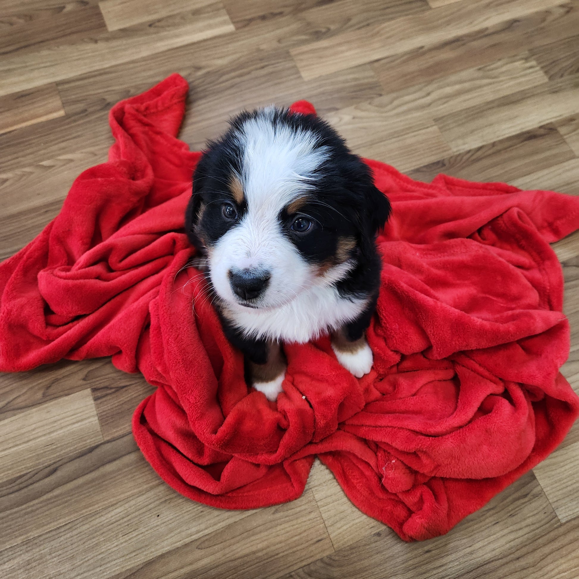 Nicky Male Bernese Mountain Dog Puppy