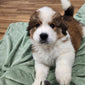 Edmund (Available) Male Great Bernese Puppy