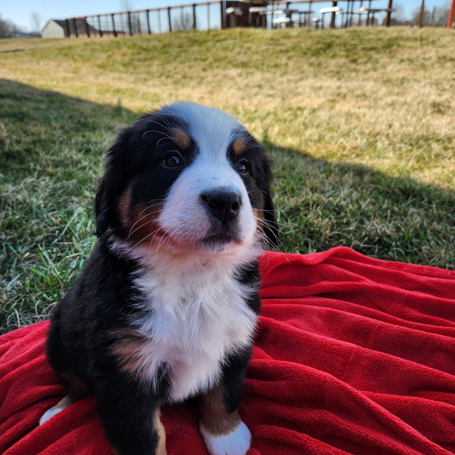Nicky Male Bernese Mountain Dog Puppy