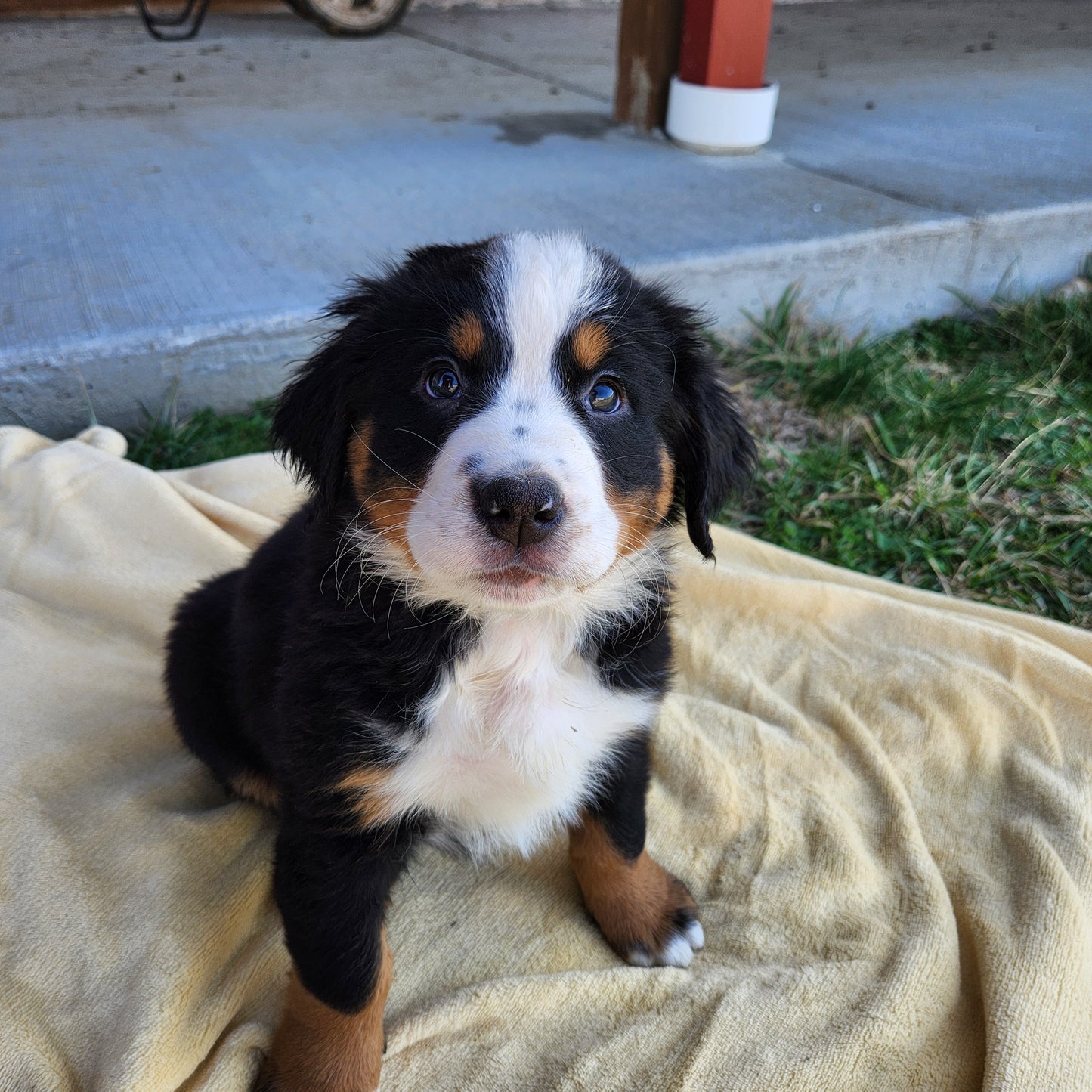 Michelle Female Bernese Mountain Dog Puppy