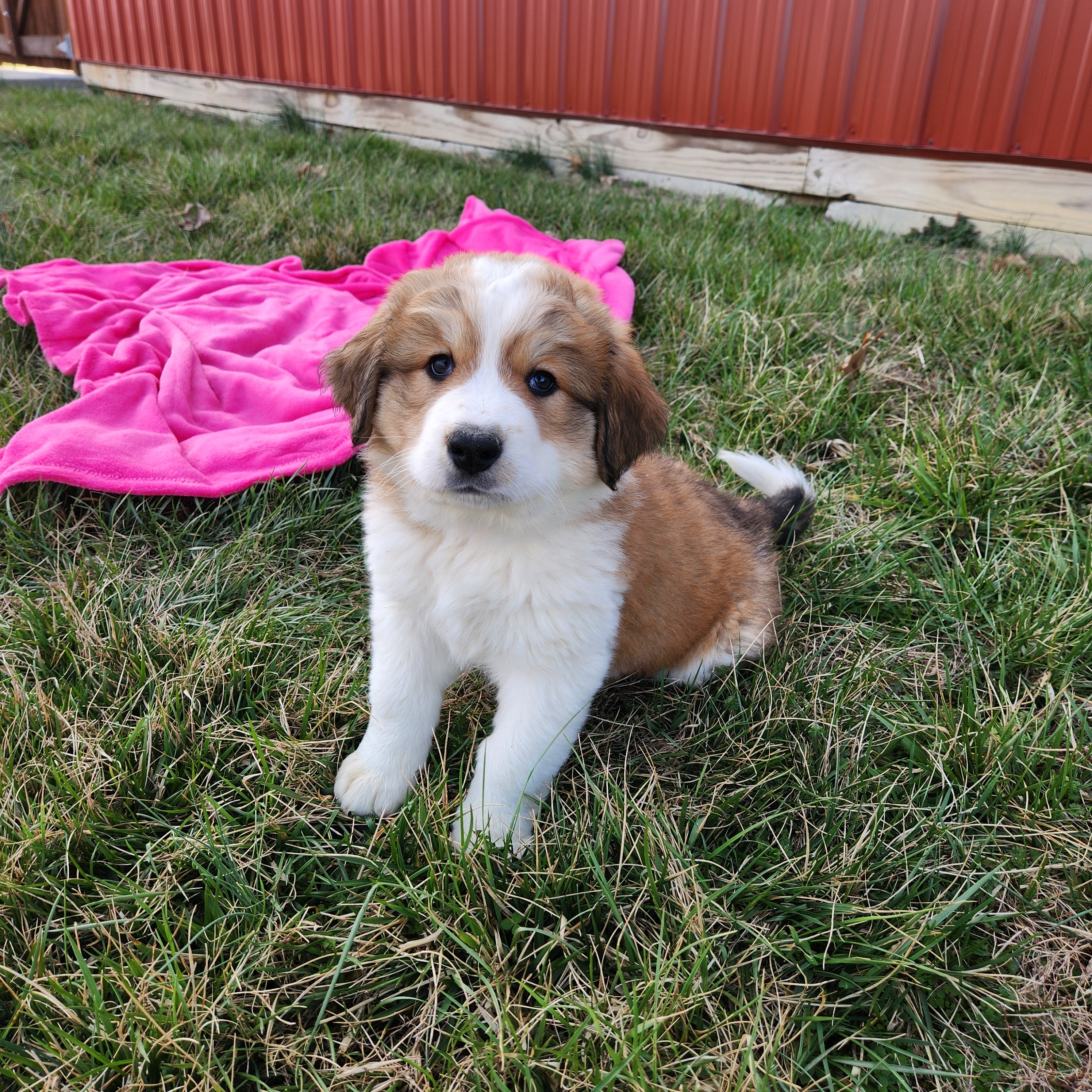 Lucy Female Great Bernese Puppy