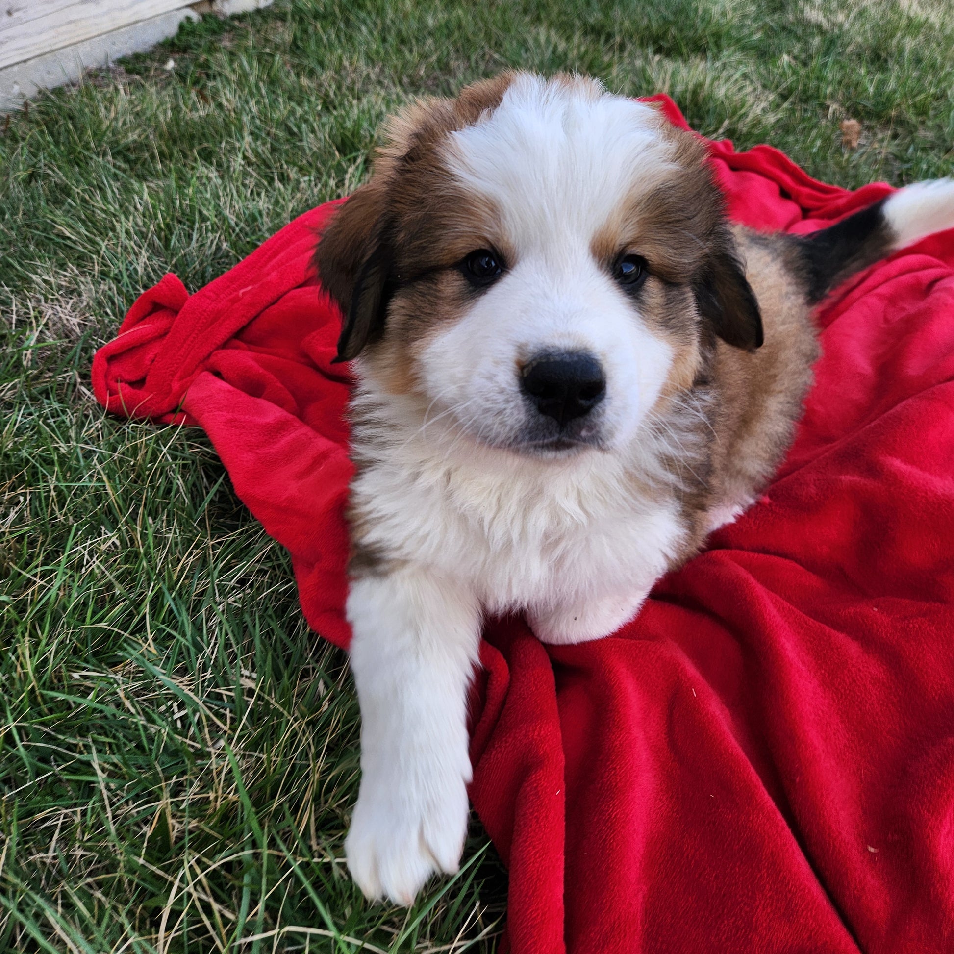 Aslan Male Great Bernese Puppy