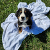 Tommy Male Bernese Mountain Dog Pupp
