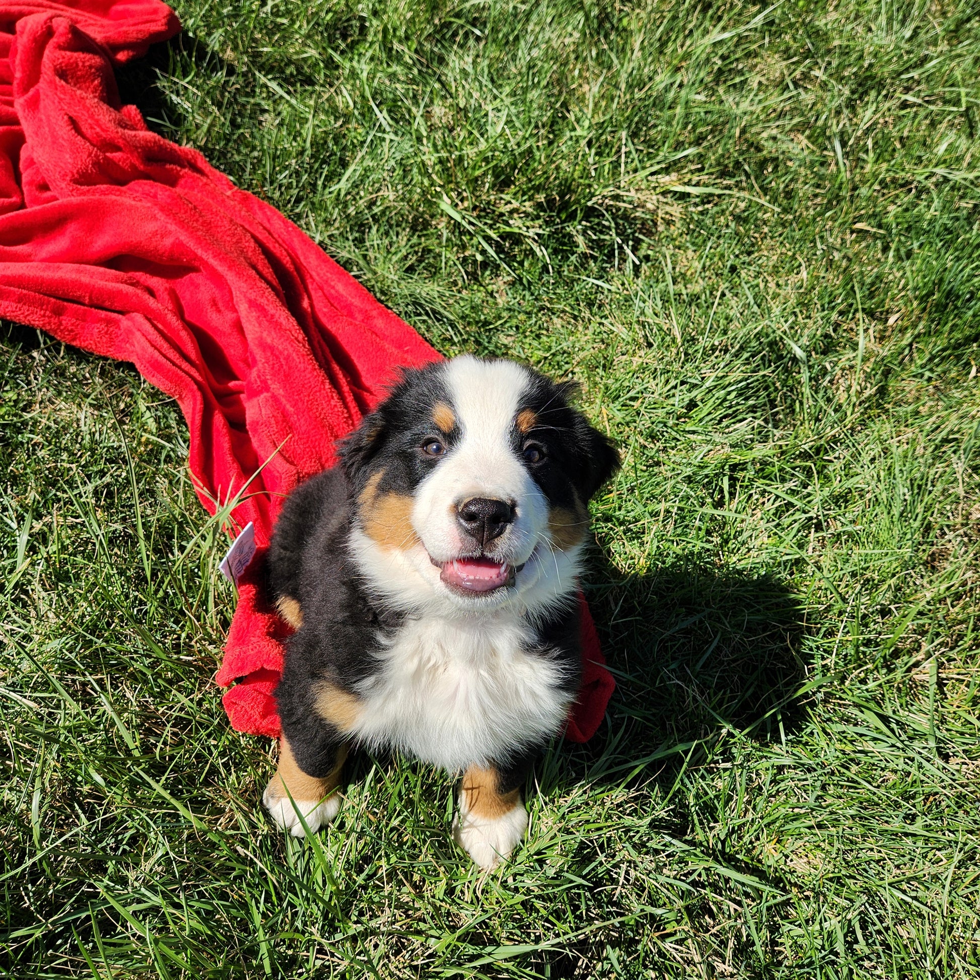 Nicky Male Bernese Mountain Dog Puppy