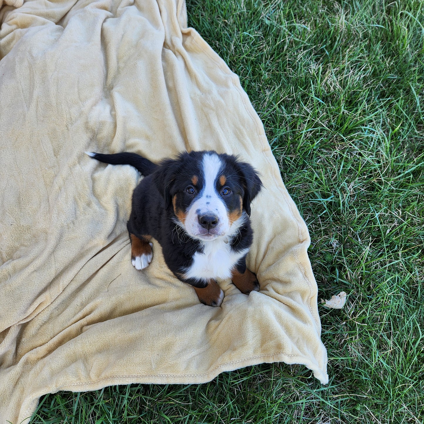 Michelle Female Bernese Mountain Dog Puppy