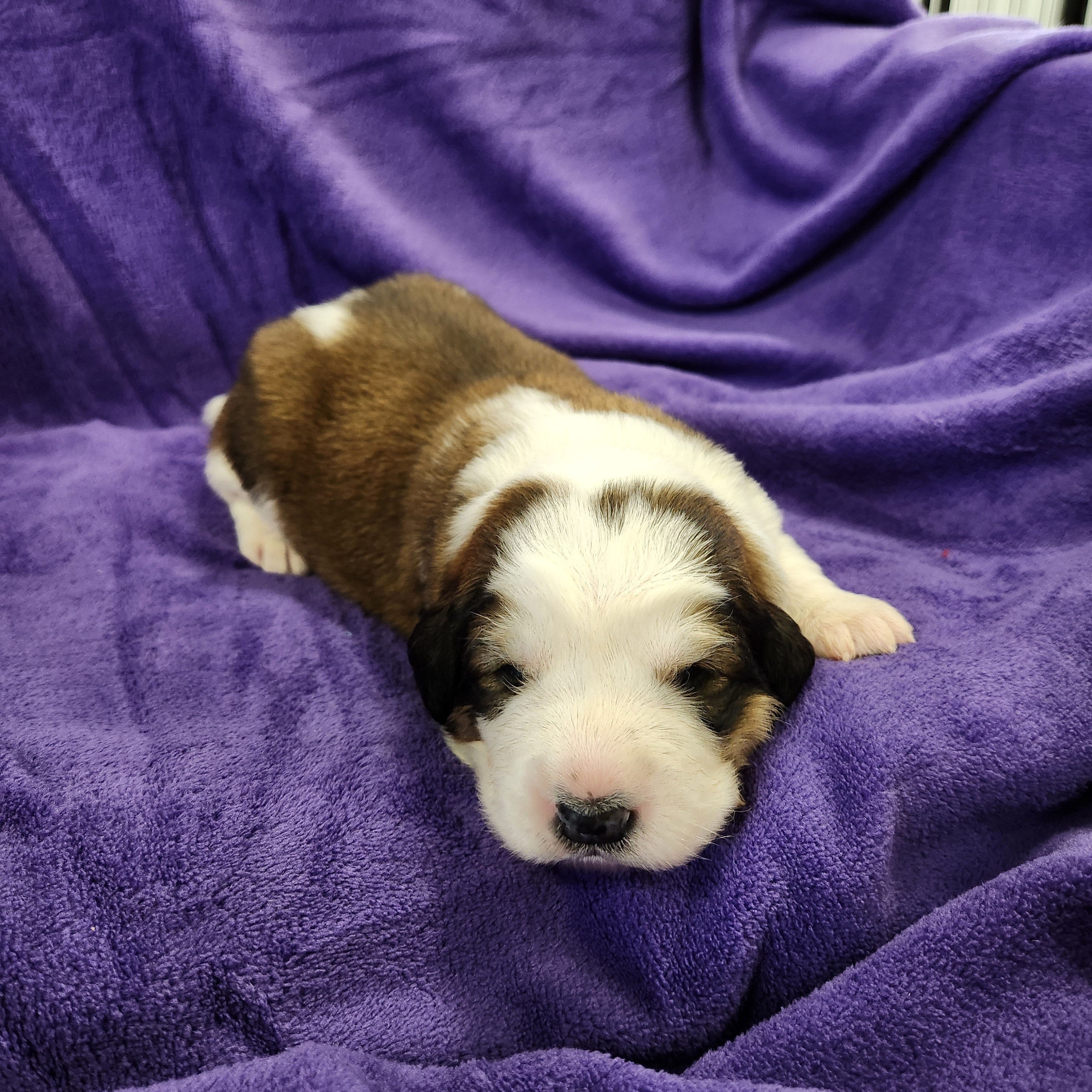 Robin Female Great Bernese